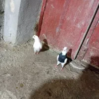 دو عدد کبوتر