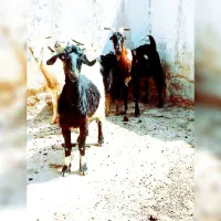 بز درجه یک|حیوانات مزرعه|شیراز, بید زرد|دیوار