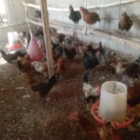 عرضه تخم بوقلمون و مرغ نطفه دار|حیوانات مزرعه|شاهین‌شهر, شهرک میلاد|دیوار