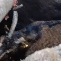 یک راس بز جوان وزن حدود 45 کیلو|حیوانات مزرعه|کرج, کرج نو|دیوار