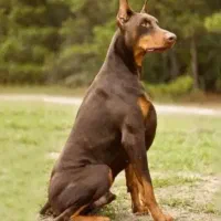 گمشده‌(جایزه‌دارد‌)