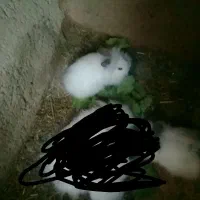 خرگوش لوپ خوشکل