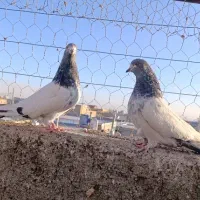 کبوتر کله دار