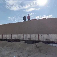 باگاس کاه نیشکر تازه