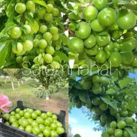 نهال گوجه سبز