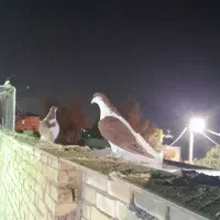 دوعدد چپ