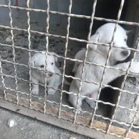 توله سگ پا کوتاه|سگ|بروجرد, |دیوار