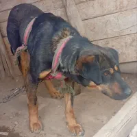 سگ ماده روتوایلر