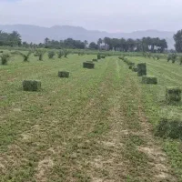 پرس بیده درزه درجه یک فروشی