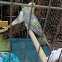 مرغ عشق رینبو