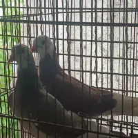 کبوتر شازده