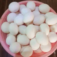 تخمی مرغ|حیوانات مزرعه|نیشابور, مازول|دیوار