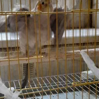 عروس هلندی ماده مولد درشت مست اماده