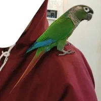 طوطی گرینچیک