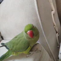 ملنگو اموزش دیده|پرنده|محلات, |دیوار