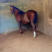 اسب مادیون کرد