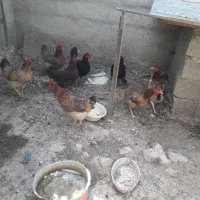 مرغ کردی تخم گذار