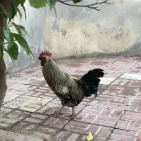 خروس خوش اواز