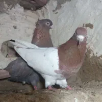 قرمز باش نر فیلی ماده