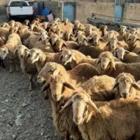 گوسفند خوب و نژاد برتر جهت قربانی