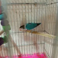 برزیلی مولد|پرنده|چغادک, |دیوار