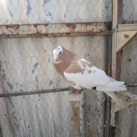 بهبهانی طوقی وشهری قهوه ای وسرور