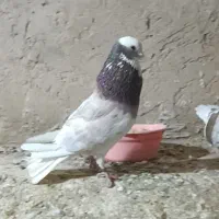 کفتر هما|پرنده|شاهنجرین, |دیوار