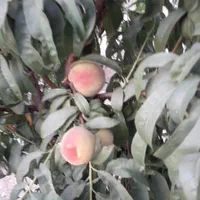 فروش زمین ۷۰۰ متری|فروش زمین و ملک کلنگی|مبارکه, |دیوار