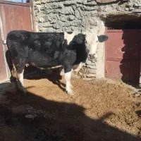 یک عددگاو سیمینتال هشت ماه ابستن شکم دوم