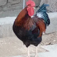 خروس محلی جوان