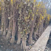 بهترین نهالهای صنوبر برای کاشت انبوه|خدمات باغبانی و درختکاری|بابل, |دیوار