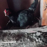 مرغ کرچ معاوضه مرغ تخم گذار