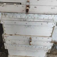 کندو|لوازم جانبی حیوانات|صوفیان, |دیوار