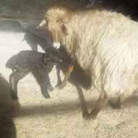 میش زاییده|حیوانات مزرعه|فریمان, |دیوار