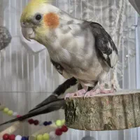 پرنده|پرنده|مشکین‌دشت, |دیوار