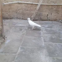 کفتر|پرنده|قم, آزادگان|دیوار