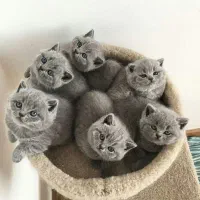 مجموعه گربه ایران کتز