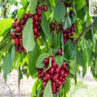 کارگر زن یا مرد برای بازکردن گیلاس ، نیرو کار