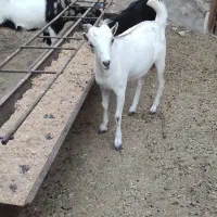 کهره گیسه داشتی آبستن|حیوانات مزرعه|خمیر, |دیوار