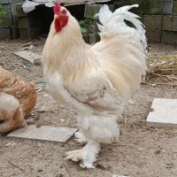 جوجه برهما لهستانی کوشین