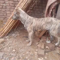 توله افغان|سگ|فیروزه, |دیوار