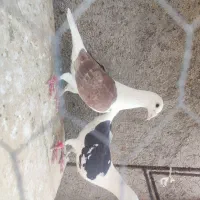 کبوتر زات دار موقعیت کاشمر