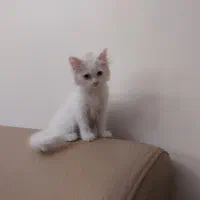 گربه|گربه|تهران, دکتر هوشیار|دیوار