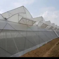 نیروی کار آقا برلی گلخانه