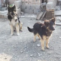 سگ ژرمن بلک