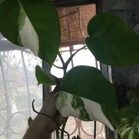 فروش گل و گیاه ابلق|گل و گیاه طبیعی|ساری, |دیوار