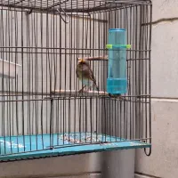 سره قناری|پرنده|تهران, پرستار|دیوار