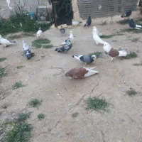 کبوتر پرشی
