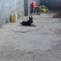 سگ ژرمن  نگهبان ماده