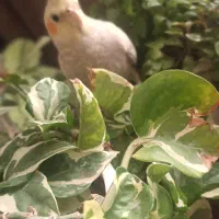 عروس هلندی دستی